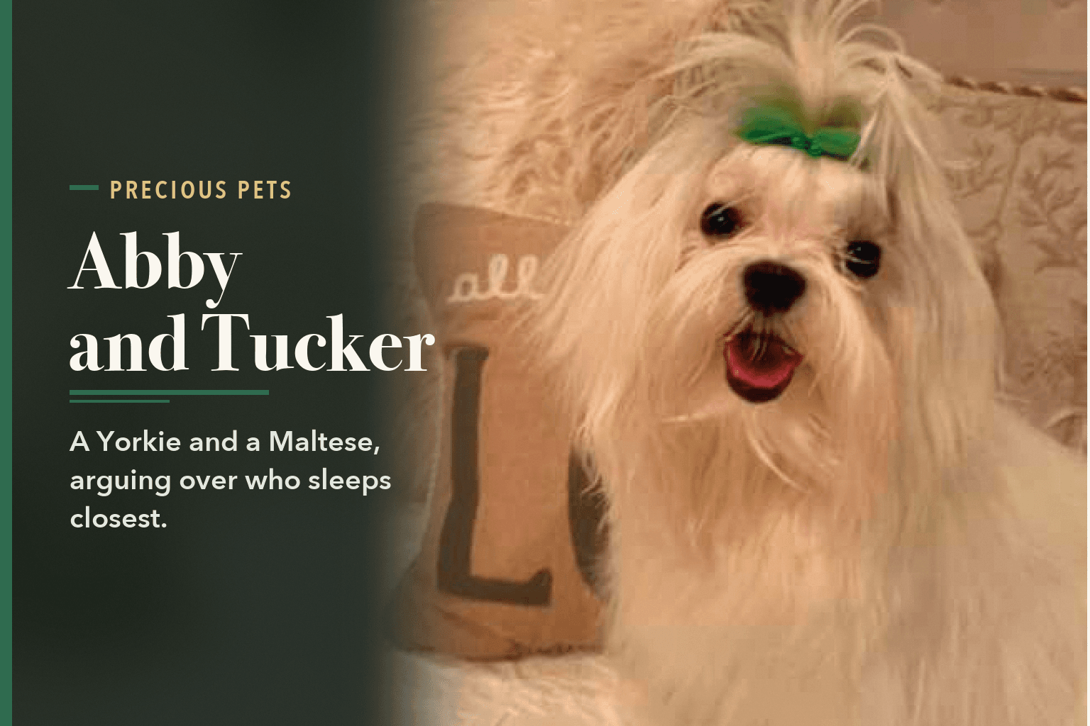 Tucker, a white Maltese with a green bow, beside the words Abby and Tucker.