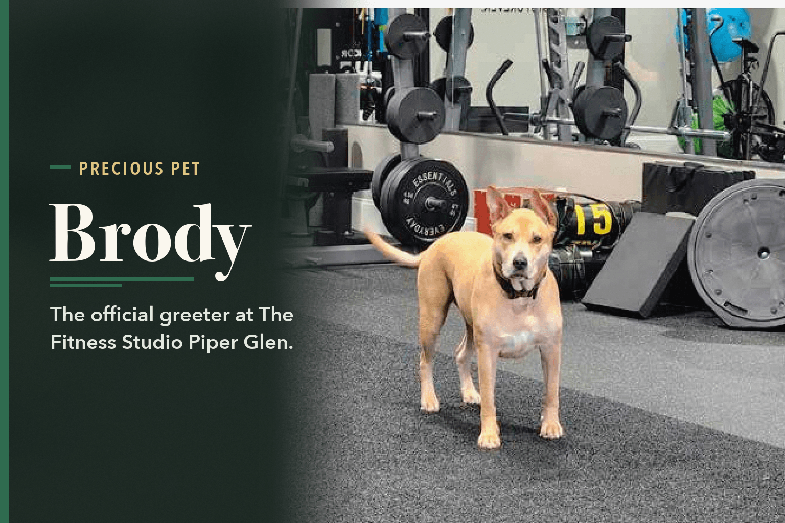 Brody, a tan dog, standing on the floor of a gym, beside the word Brody.