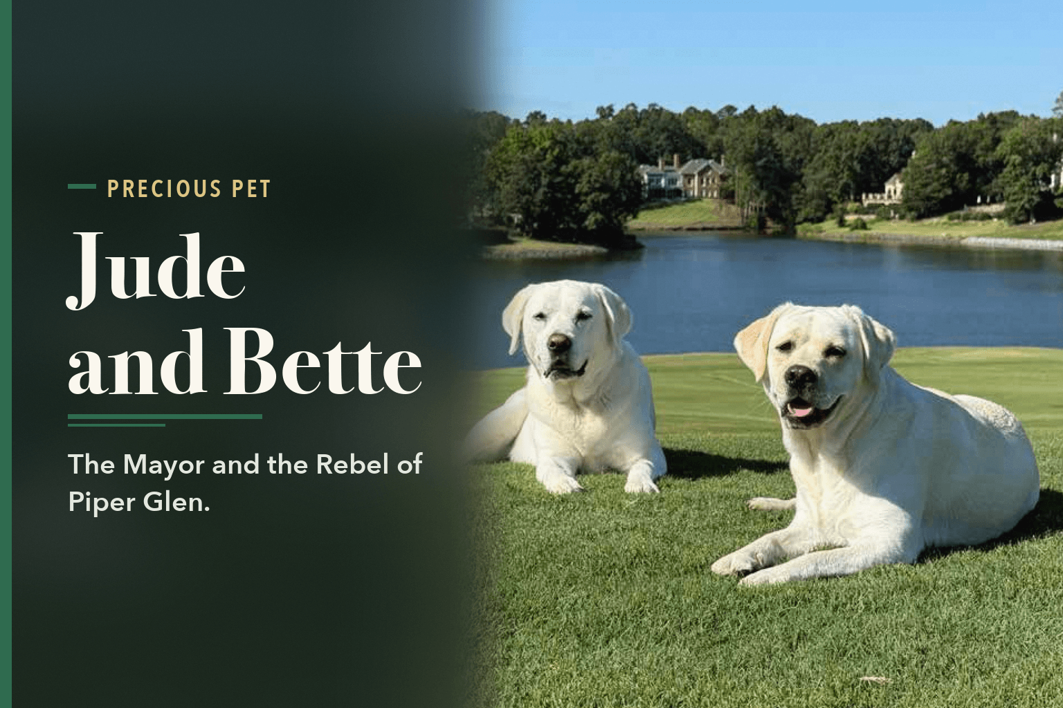 Two white Labradors lying on grass beside a pond with houses across the water, beside the words Jude and Bette.