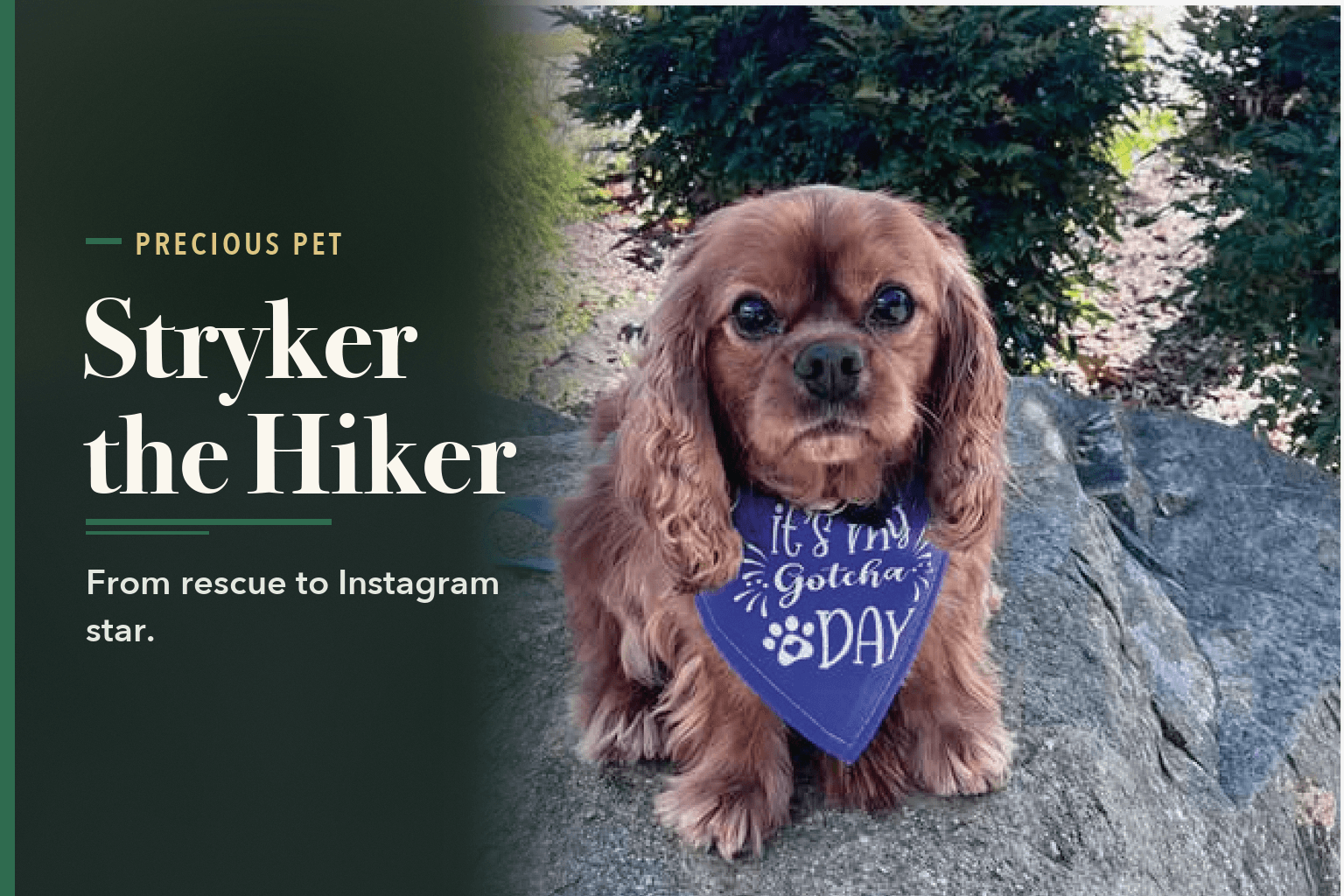 Stryker, a ruby Cavalier King Charles Spaniel, on a rock wearing a bandana, beside the words Stryker the Hiker.